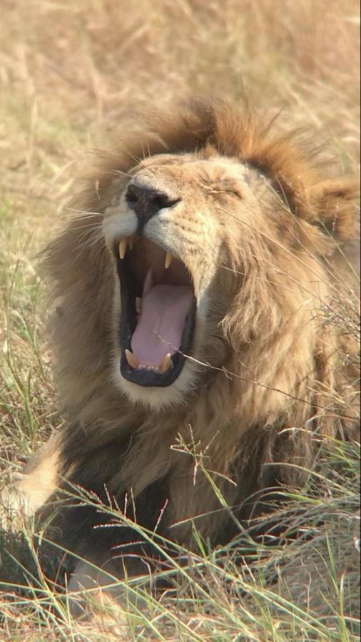 Marula Lodge Mfuwe Luaran gambar
